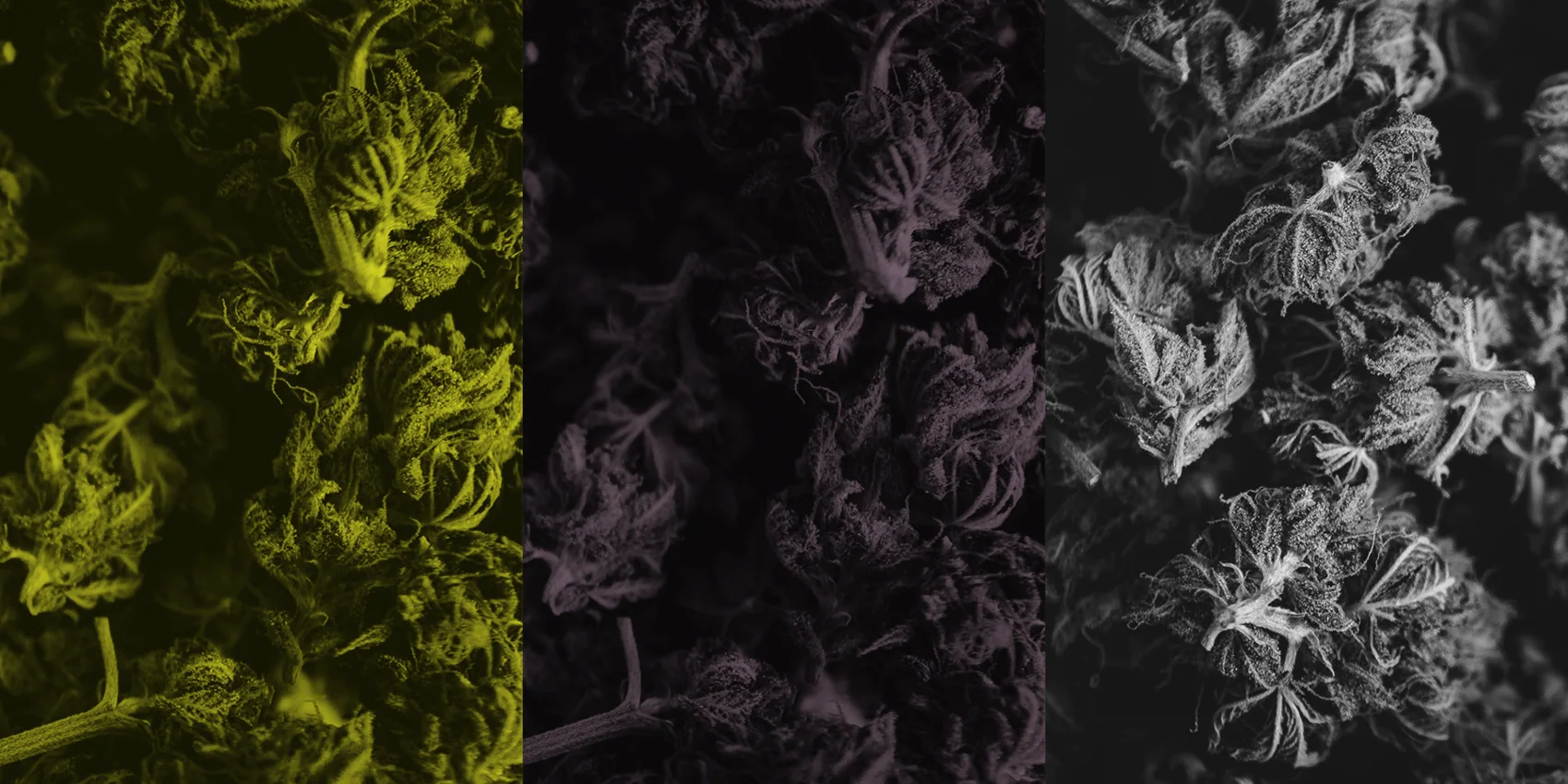 Macro photography of cannabis flower, duotoned in plum, chartreuse and black and white